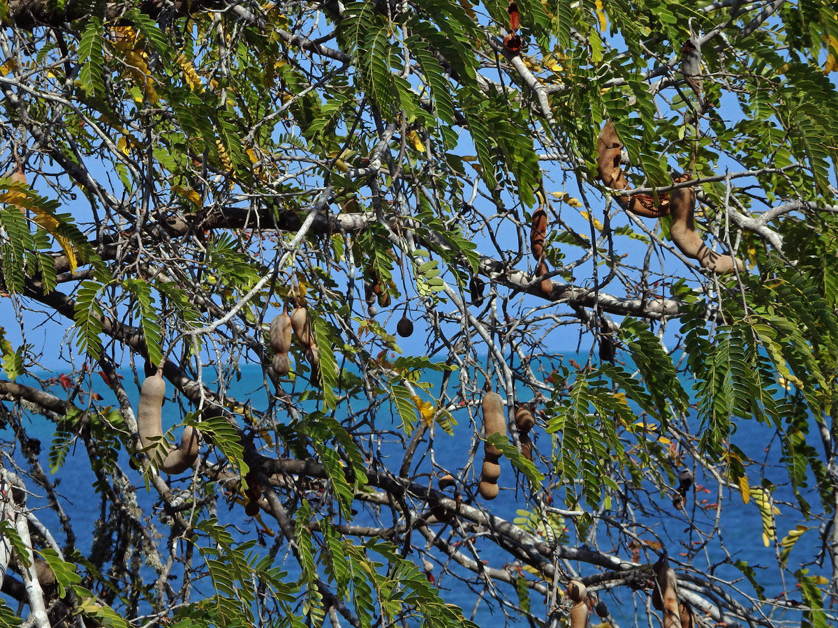 Tamarind indický (Tamarindus indica L.)