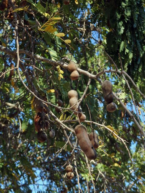 Tamarind indický (Tamarindus indica L.)