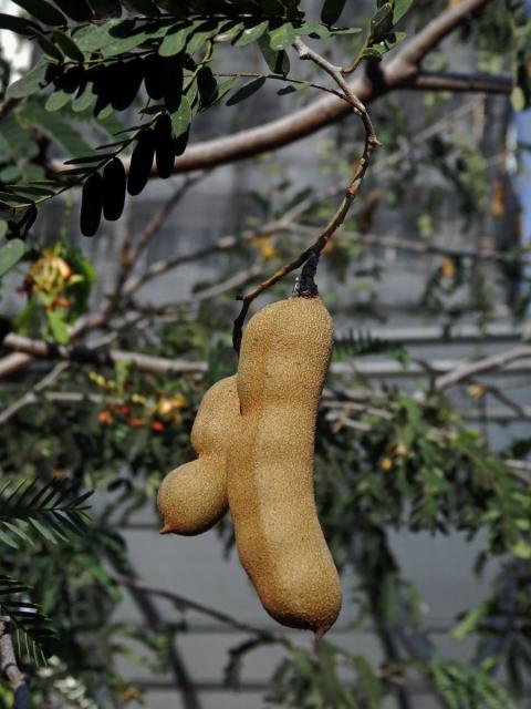 Tamarind indický (Tamarindus indica L.)