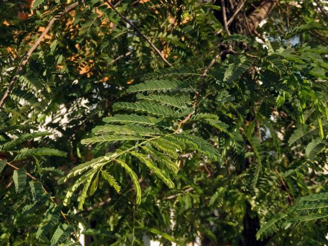 Tamarind indický (Tamarindus indica L.)