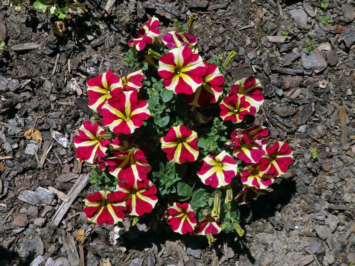 Petunie zahradní (Petunia x atkinsiana D. Don)