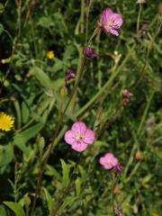 Vrbovka tmavá (Epilobium obscurum (Schreb.) Schreb.)