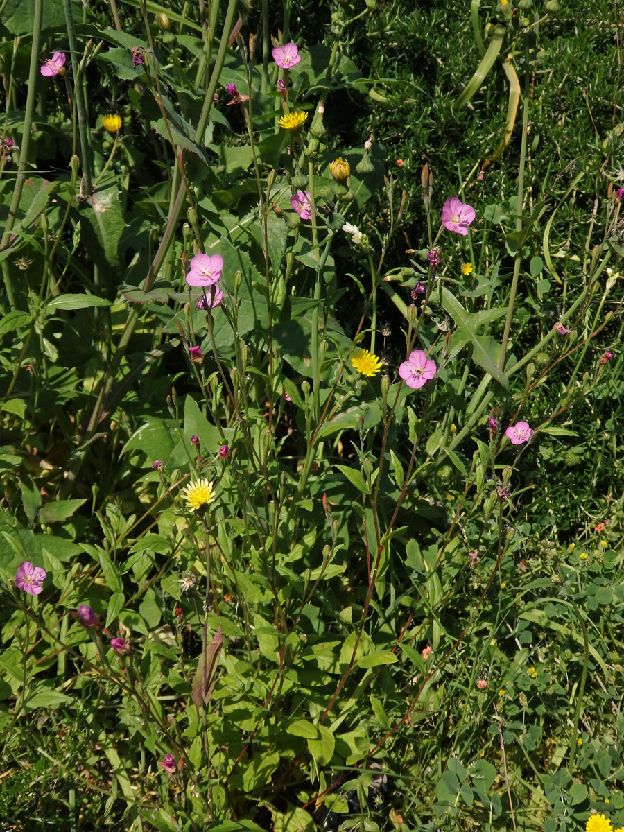 Vrbovka tmavá (Epilobium obscurum (Schreb.) Schreb.)