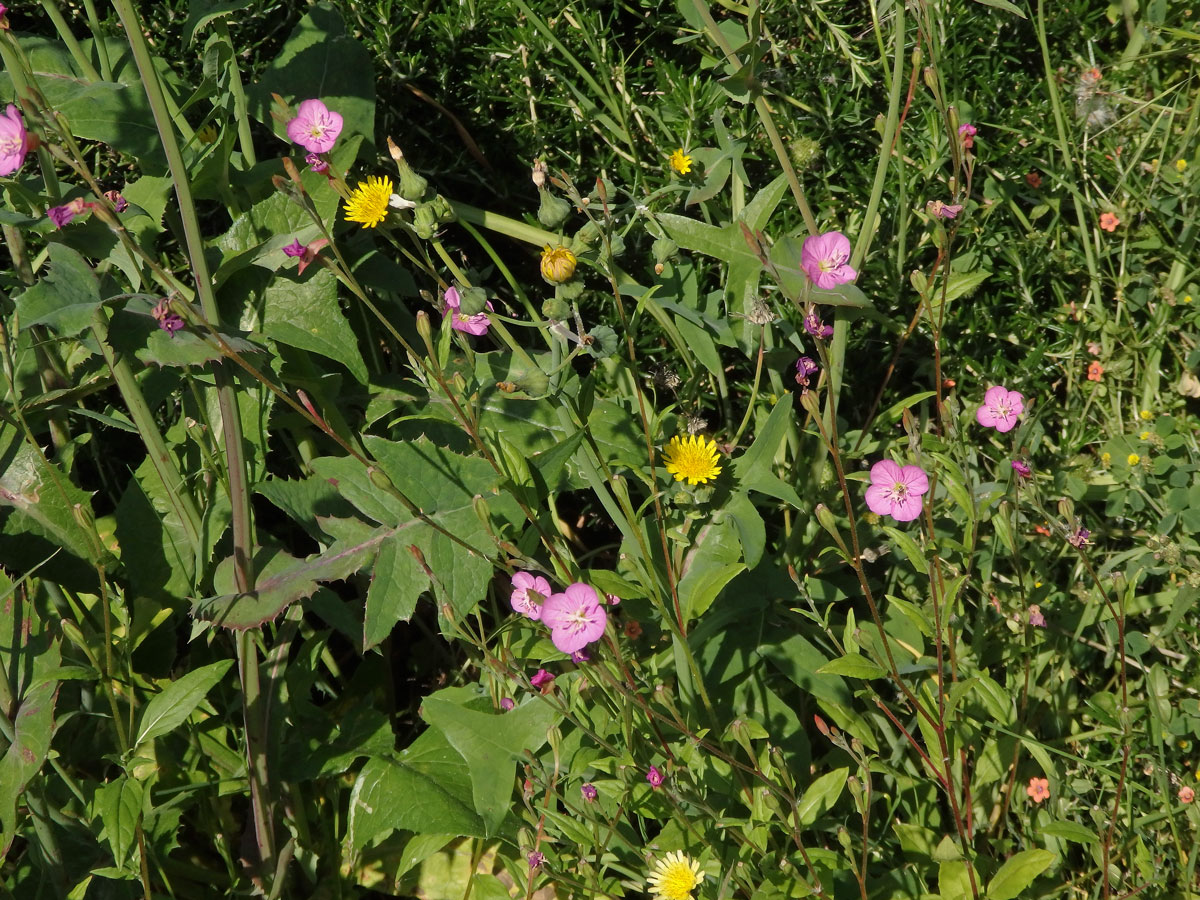 Vrbovka tmavá (Epilobium obscurum (Schreb.) Schreb.)