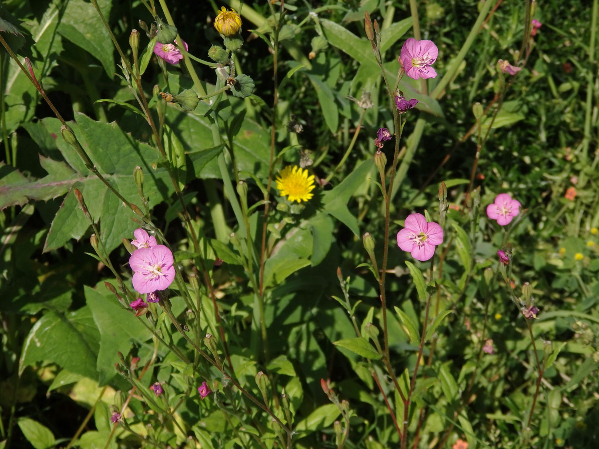 Vrbovka tmavá (Epilobium obscurum (Schreb.) Schreb.)