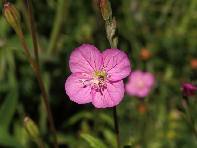 Vrbovka tmavá (Epilobium obscurum (Schreb.) Schreb.)