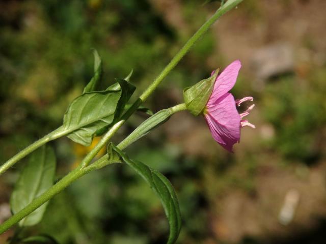 Vrbovka tmavá (Epilobium obscurum (Schreb.) Schreb.)