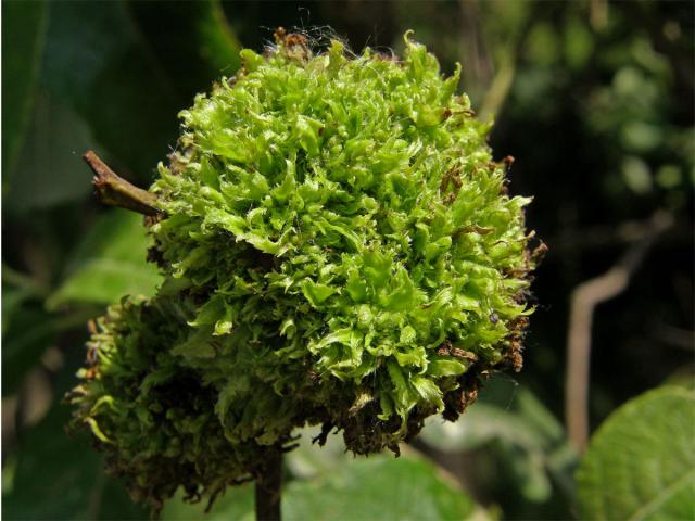 Hálky vlnovníka jívového (Eriophyes (Stenacis) triradiatus); vrba jíva