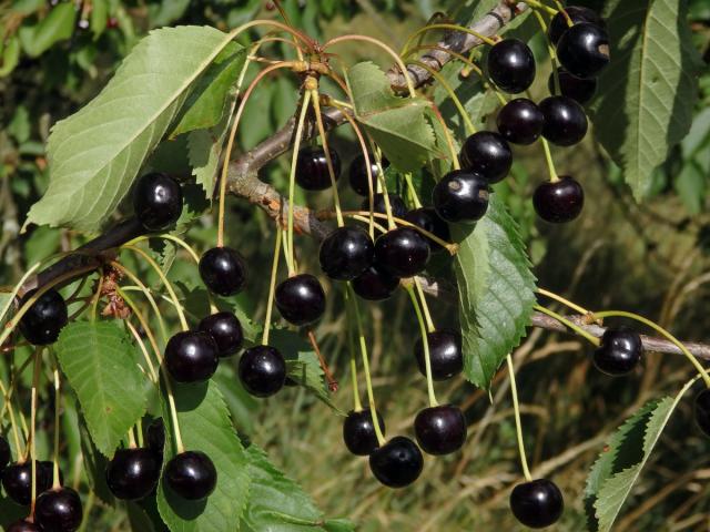 Třešeň ptačí (Prunus avium (L.) L.)