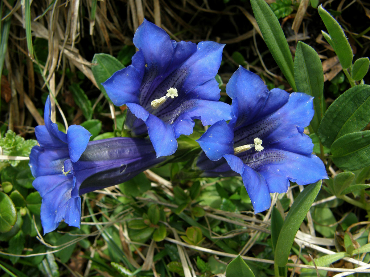 Hořec Cluisiův (Gentiana cluisii Perr. et Songeon)