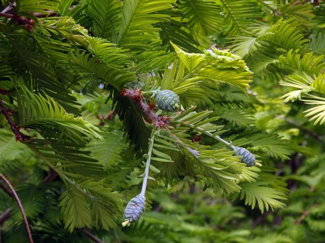 Metasekvoje čínská (Metasequoia glyptostroboides Hu & Cheng)