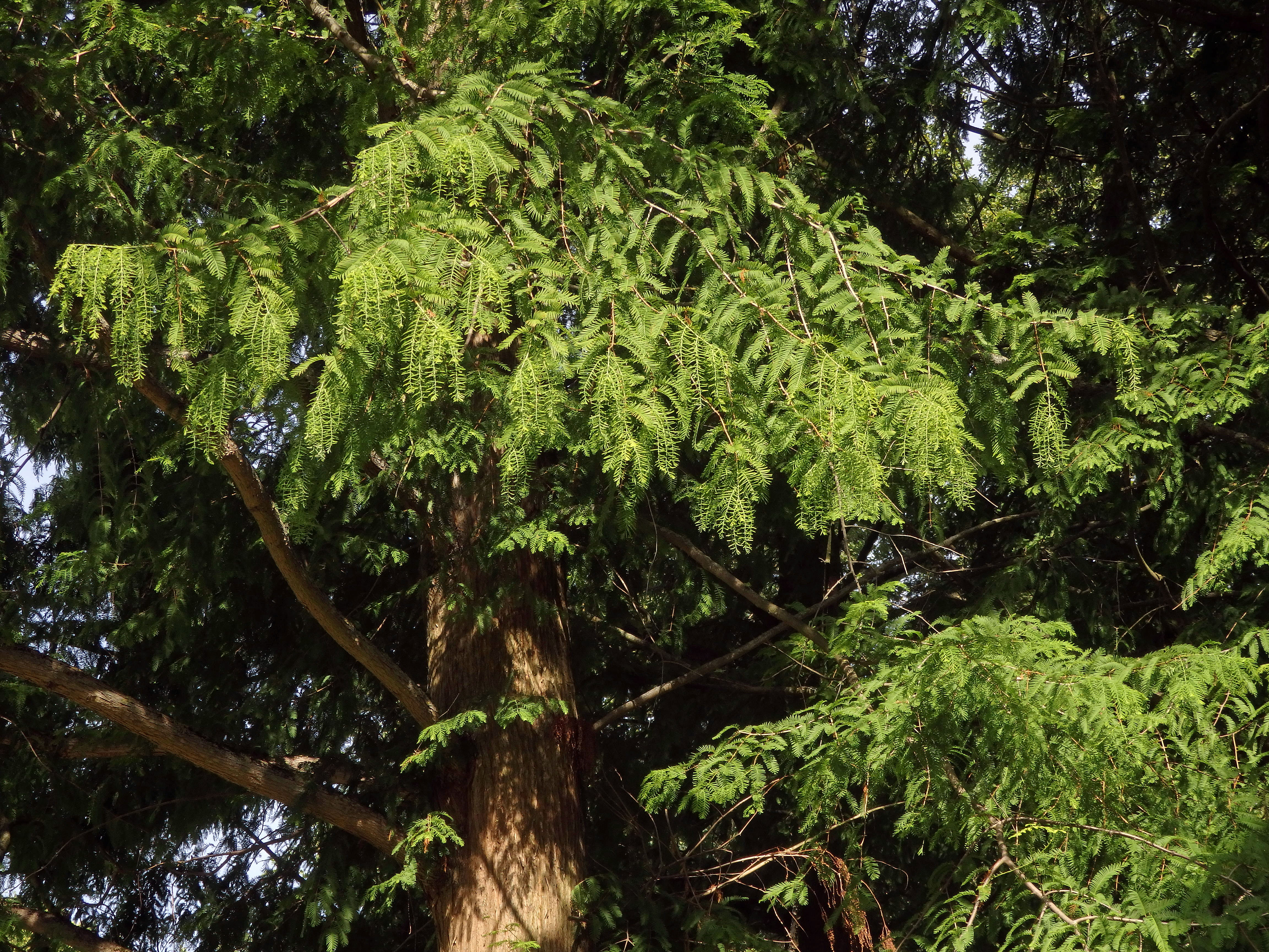 Metasekvoje čínská (Metasequoia glyptostroboides Hu & Cheng)