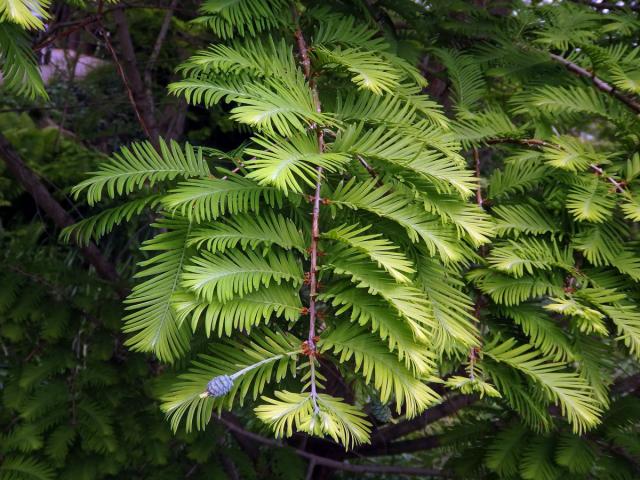 Metasekvoje čínská (Metasequoia glyptostroboides Hu & Cheng)