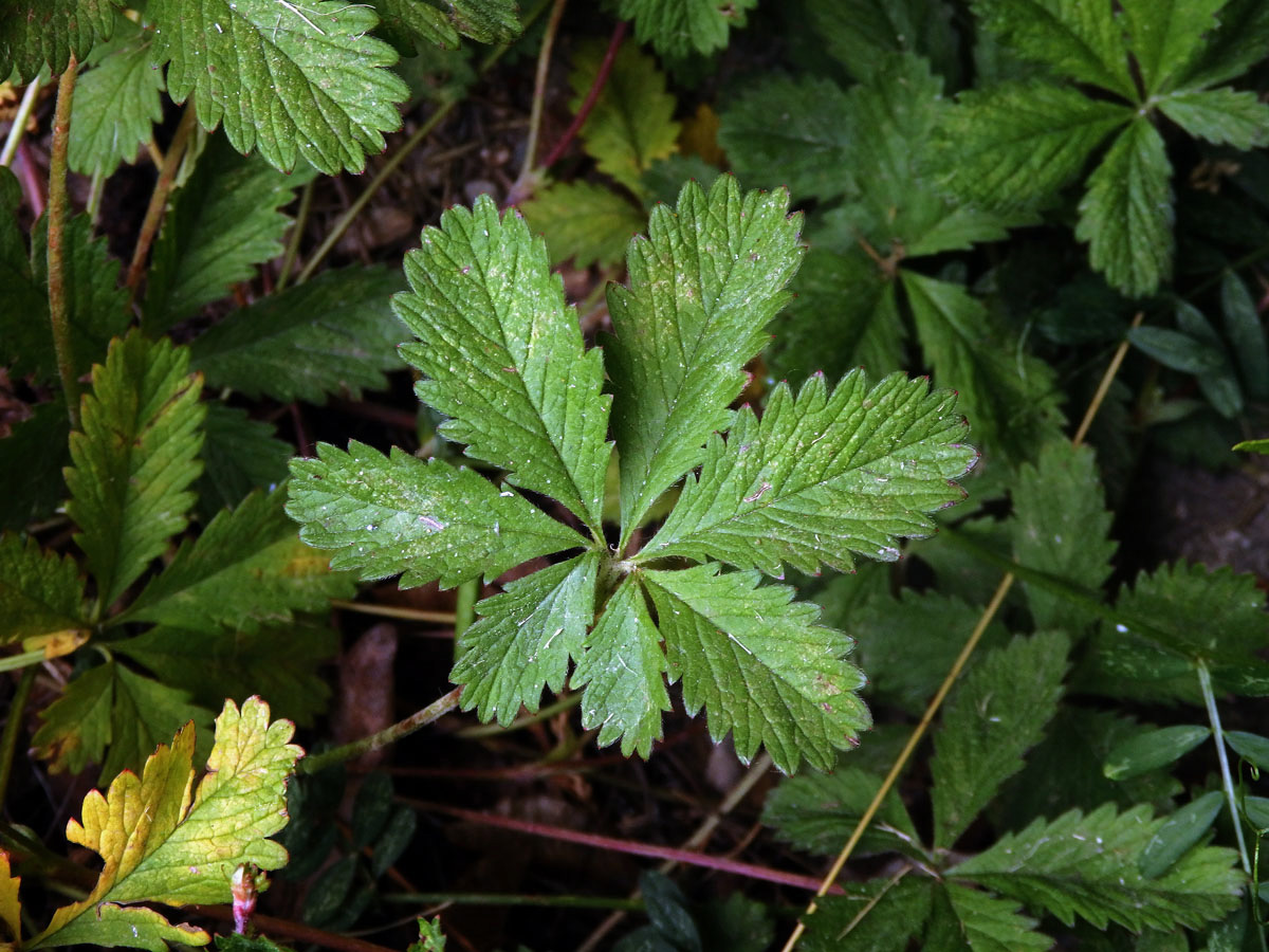 Mochna plazivá (Potentilla reptans L.), sedmičetný list (5)