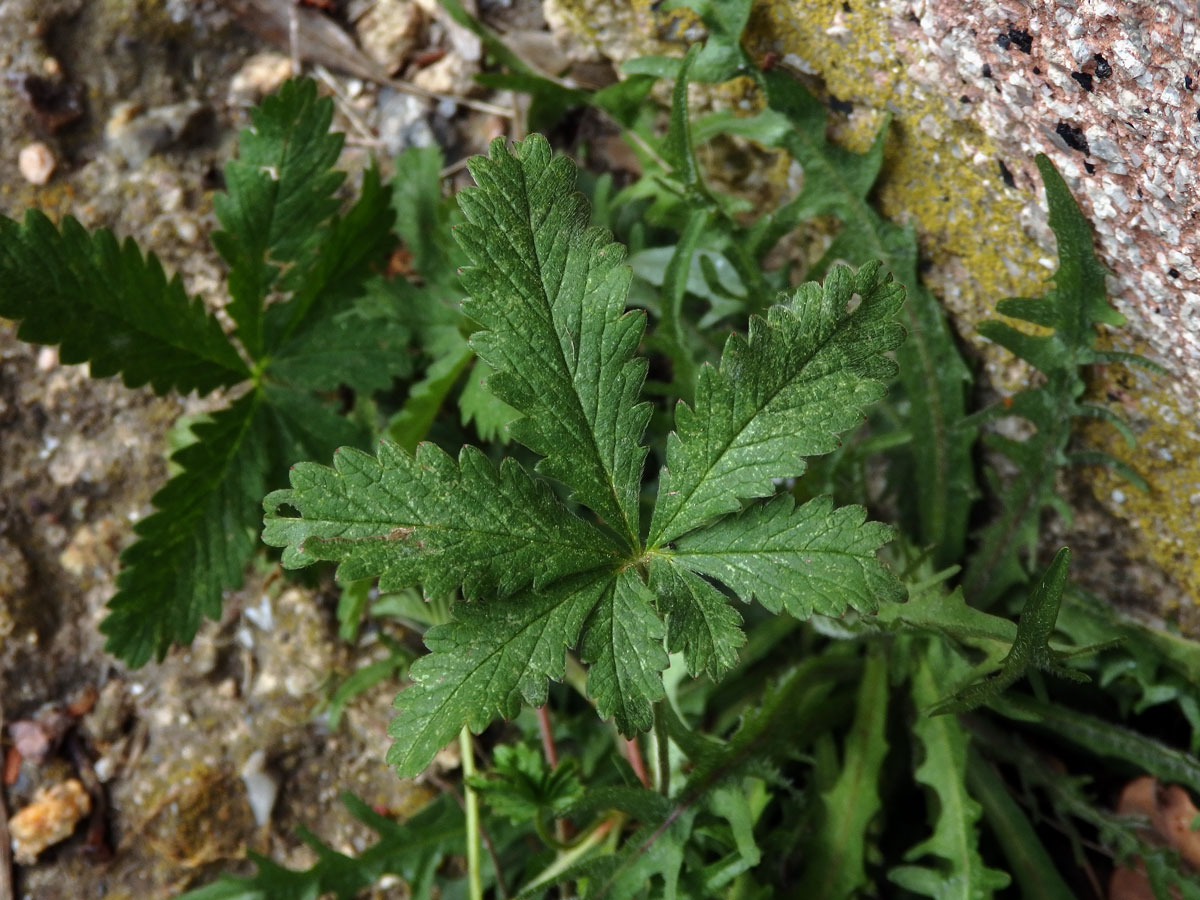 Mochna plazivá (Potentilla reptans L.), sedmičetný list (6)