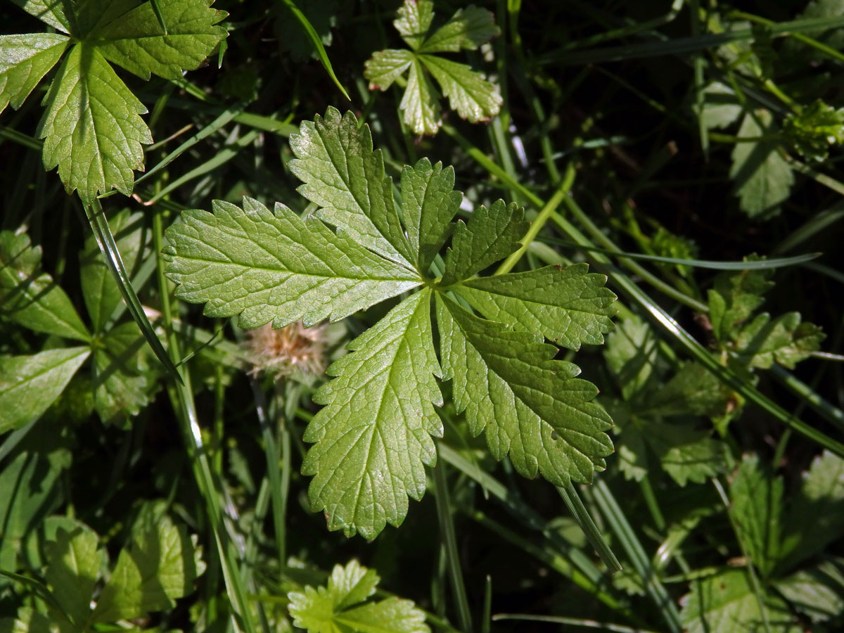 Mochna plazivá (Potentilla reptans L.), sedmičetný list (7)