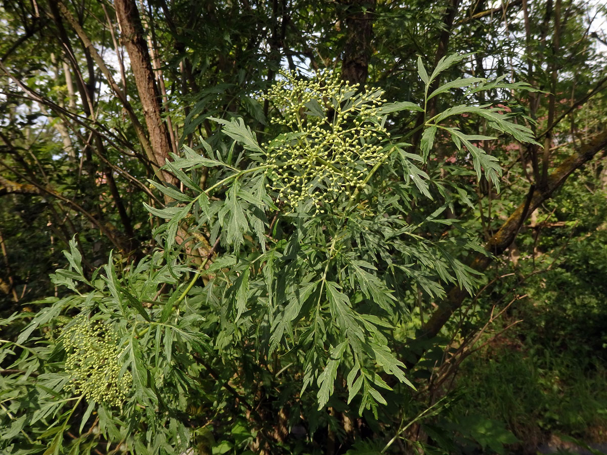 Bez černý (Sambucus nigra L.) s dělenými listy