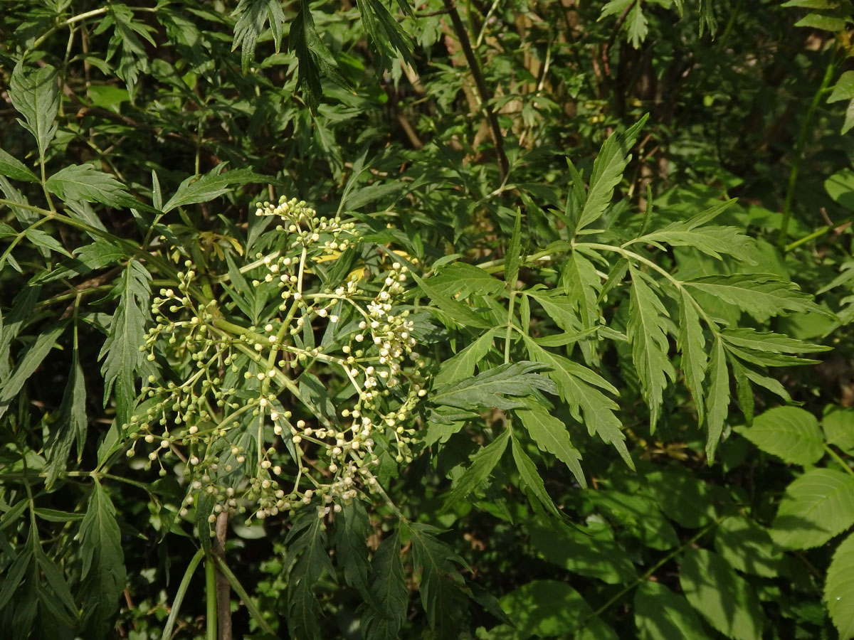 Bez černý (Sambucus nigra L.) s dělenými listy