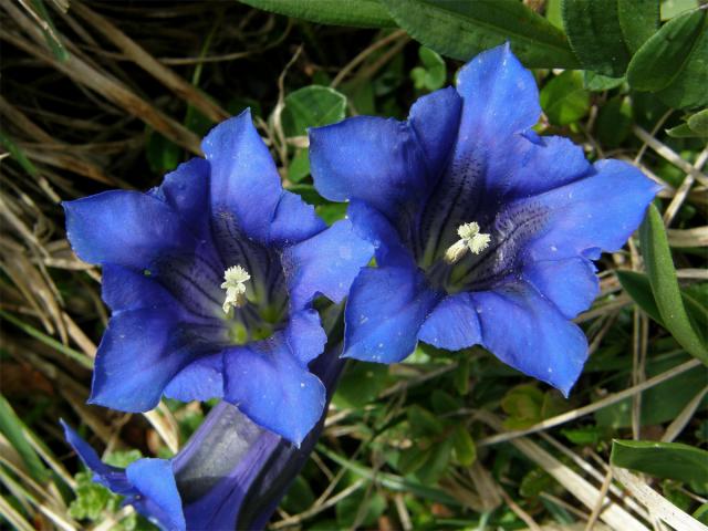 Hořec Cluisiův (Gentiana cluisii Perr. et Songeon)