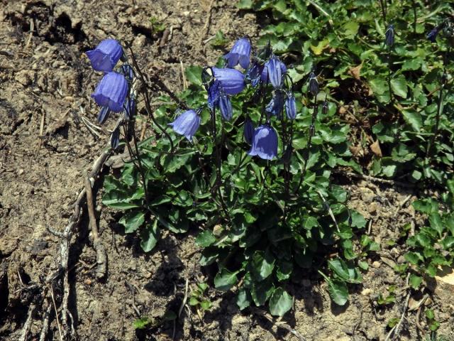 Zvonek lžičníkolistý (Campanula cochleariifolia Lam.)