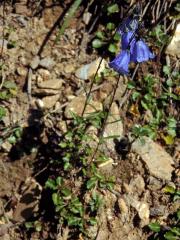 Zvonek lžičníkolistý (Campanula cochleariifolia Lam.)