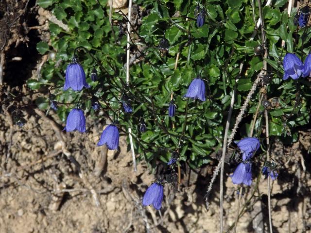 Zvonek lžičníkolistý (Campanula cochleariifolia Lam.)