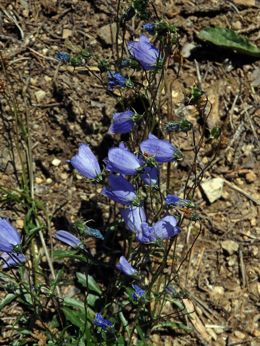 Zvonek lžičníkolistý (Campanula cochleariifolia Lam.)