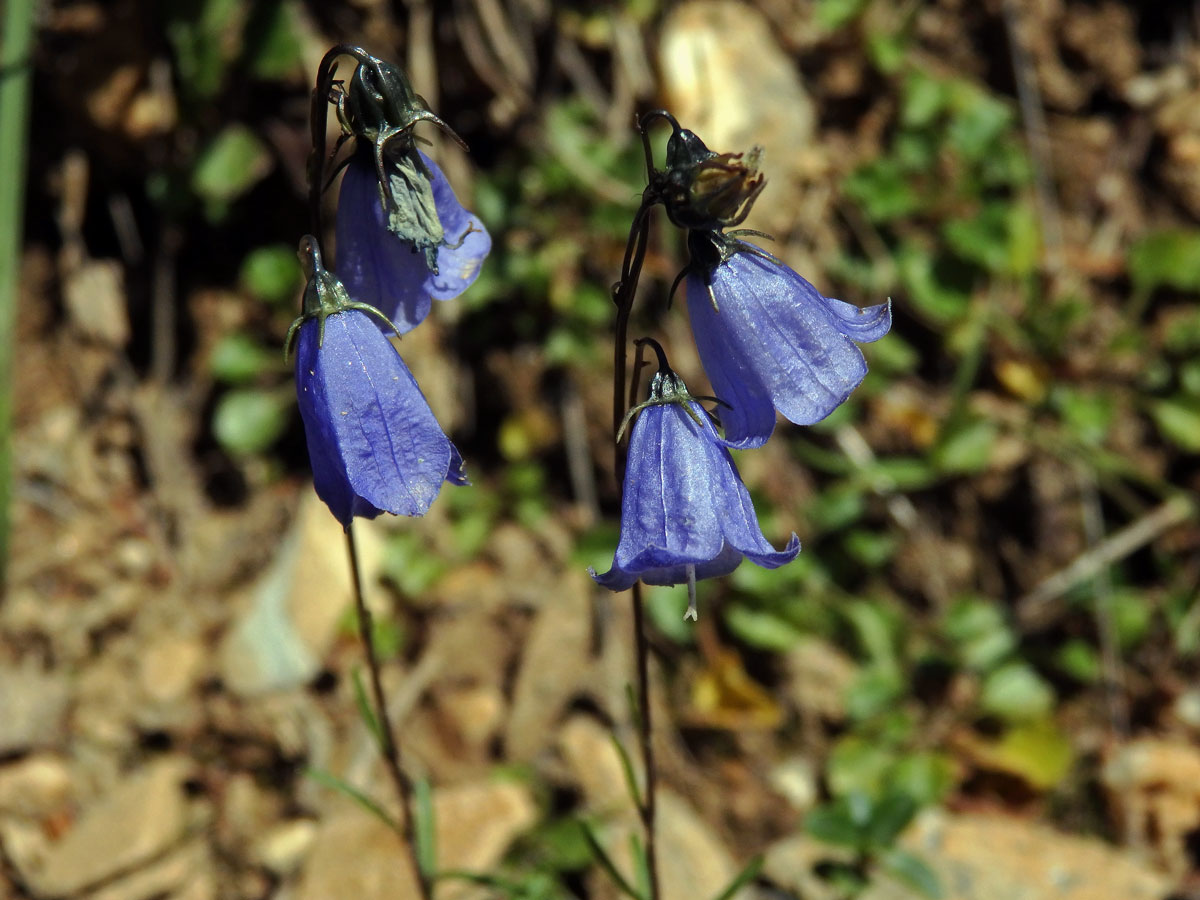 Zvonek lžičníkolistý (Campanula cochleariifolia Lam.)