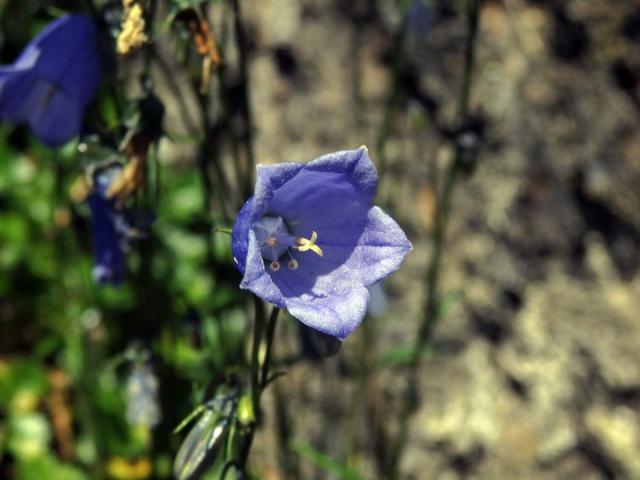 Zvonek lžičníkolistý (Campanula cochleariifolia Lam.)