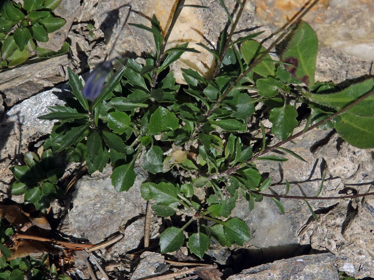 Zvonek lžičníkolistý (Campanula cochleariifolia Lam.)