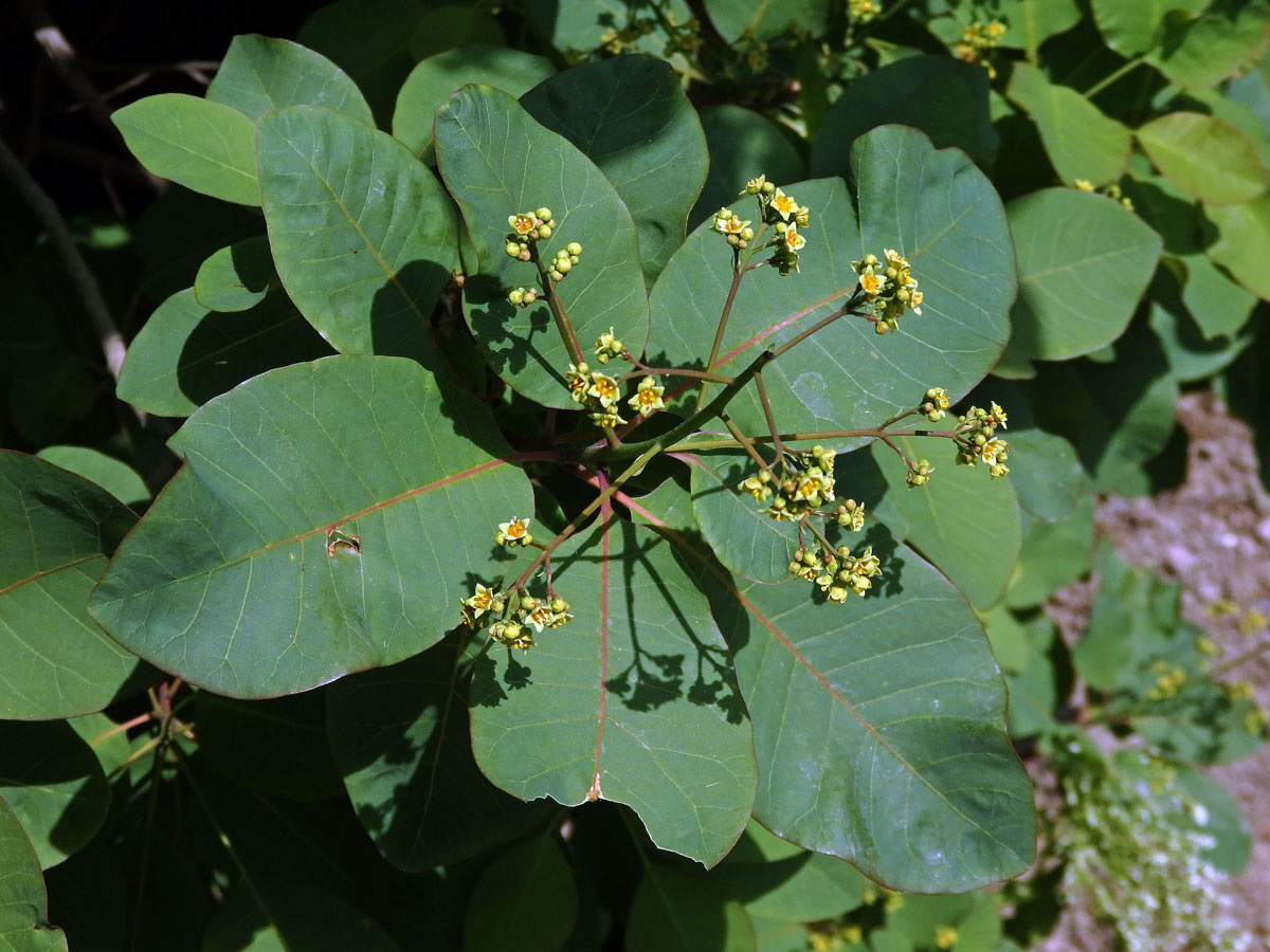 Ruj vlasatá (Cotinus coggygria Scop.)