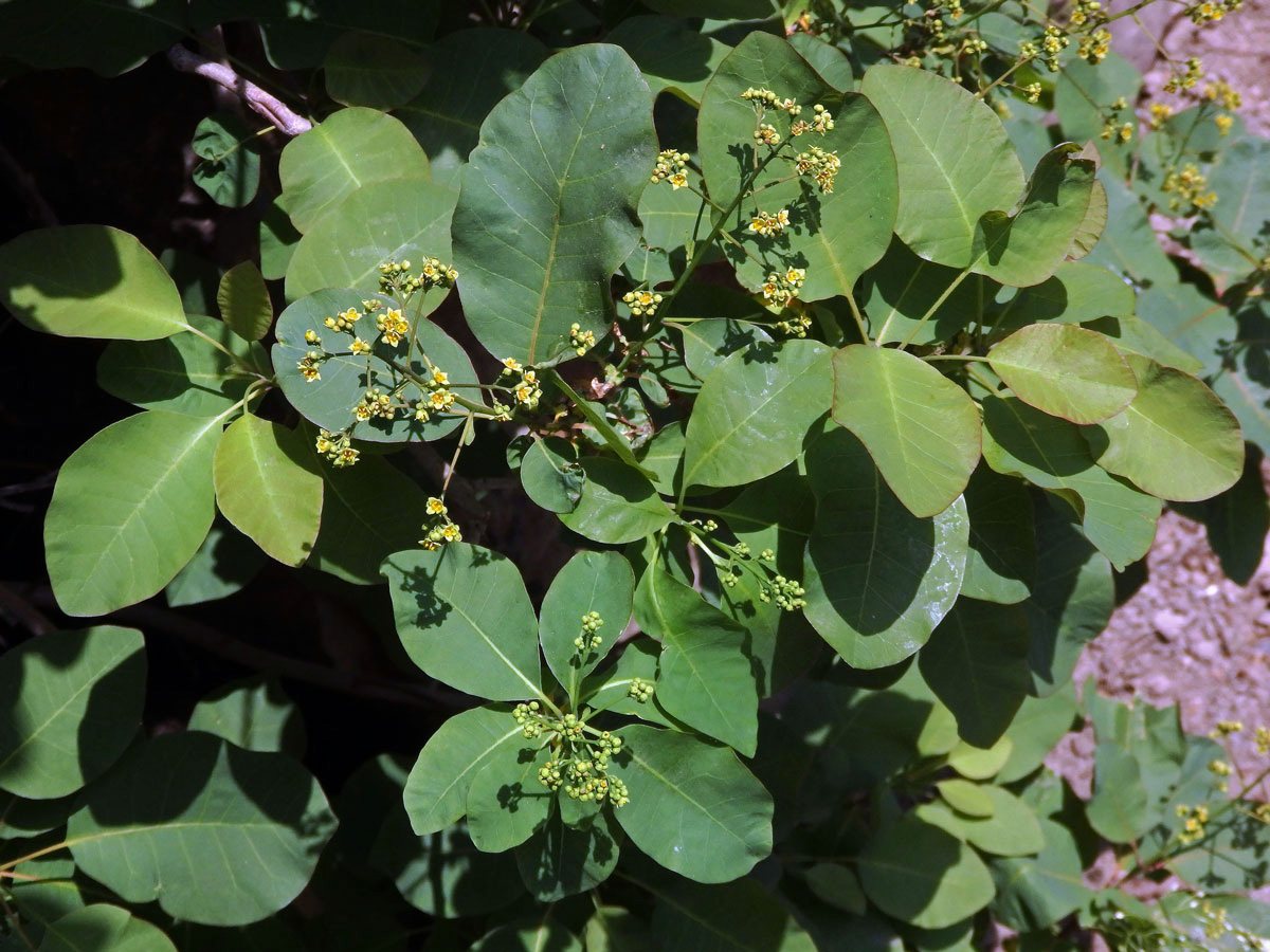 Ruj vlasatá (Cotinus coggygria Scop.)