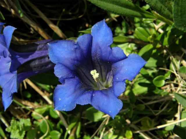 Hořec Cluisiův (Gentiana cluisii Perr. et Songeon)