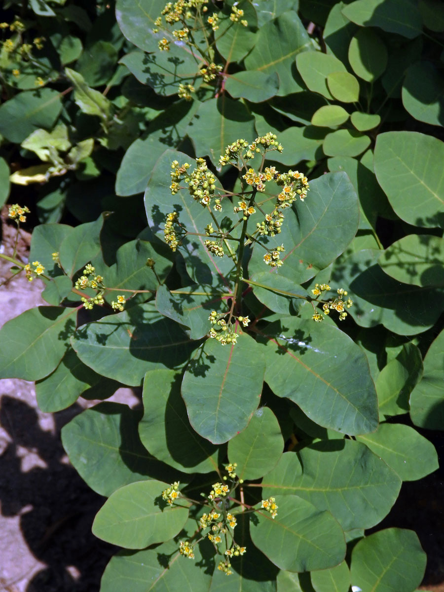 Ruj vlasatá (Cotinus coggygria Scop.)