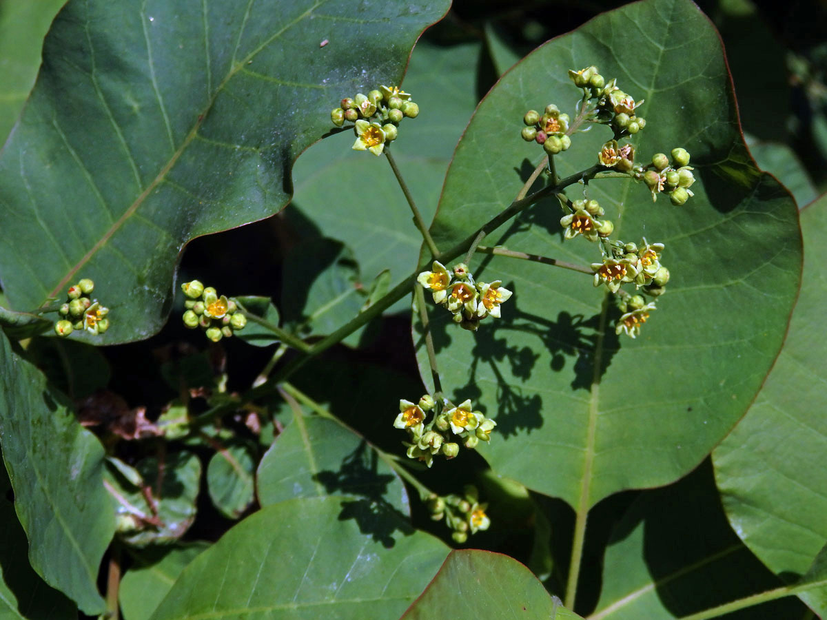 Ruj vlasatá (Cotinus coggygria Scop.)