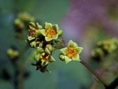 Ruj vlasatá (Cotinus coggygria Scop.)