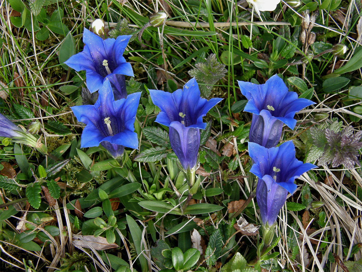 Hořec Cluisiův (Gentiana cluisii Perr. et Songeon)