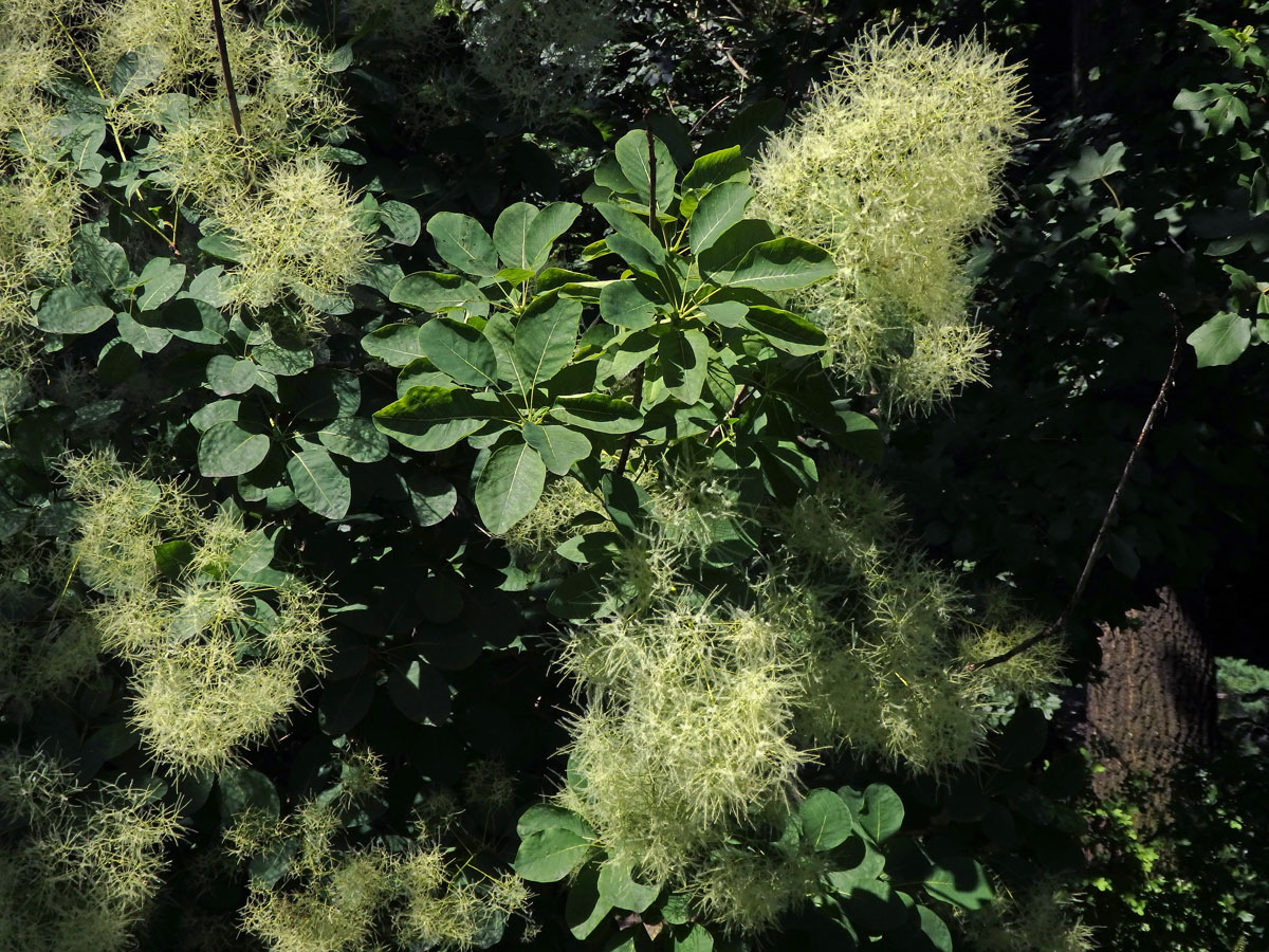 Ruj vlasatá (Cotinus coggygria Scop.)