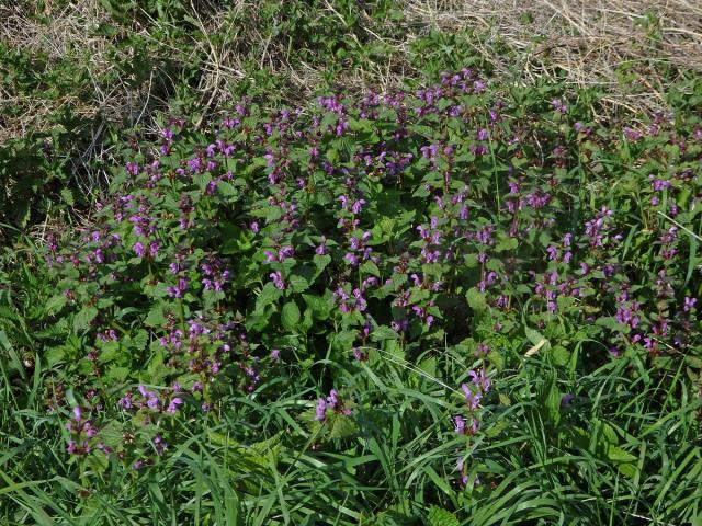 Hluchavka skvrnitá (Lamium maculatum L.)