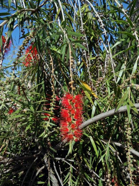 Štětkovec (Callistemon viminalis (Sol. ex Gaertn.) G. Don)