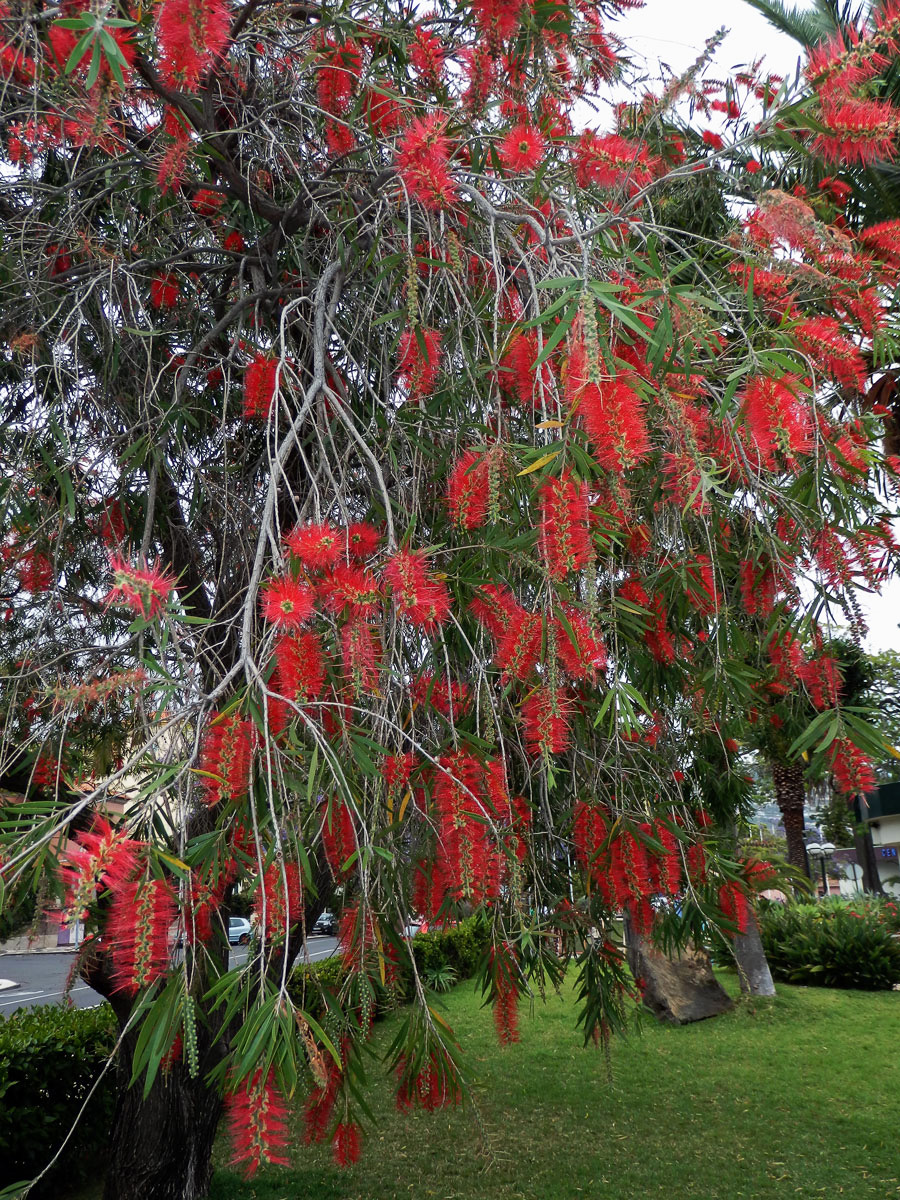 Štětkovec (Callistemon viminalis (Sol. ex Gaertn.) G. Don)