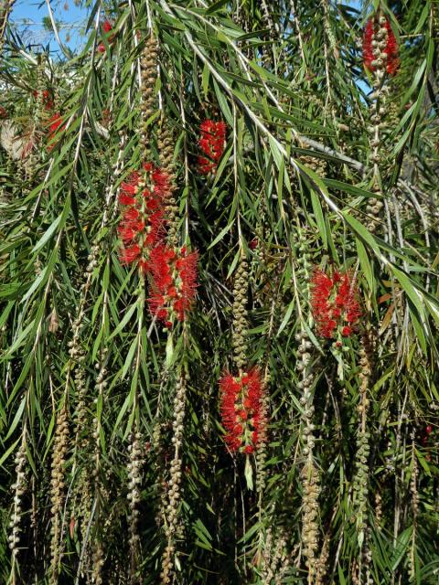 Štětkovec (Callistemon viminalis (Sol. ex Gaertn.) G. Don)