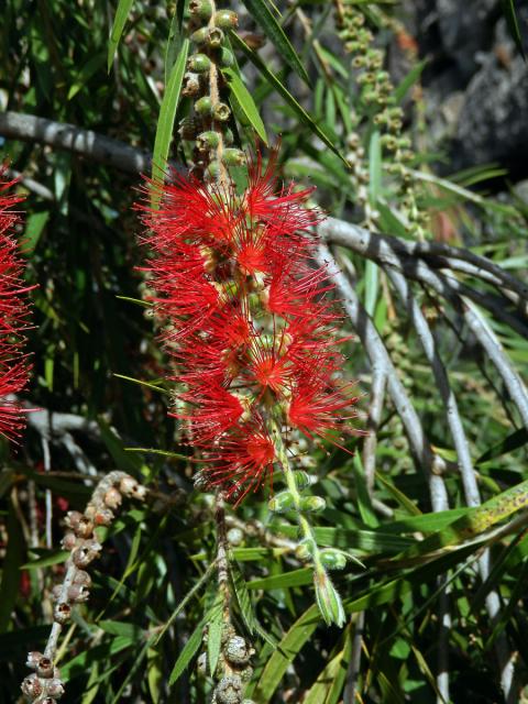 Štětkovec (Callistemon viminalis (Sol. ex Gaertn.) G. Don)