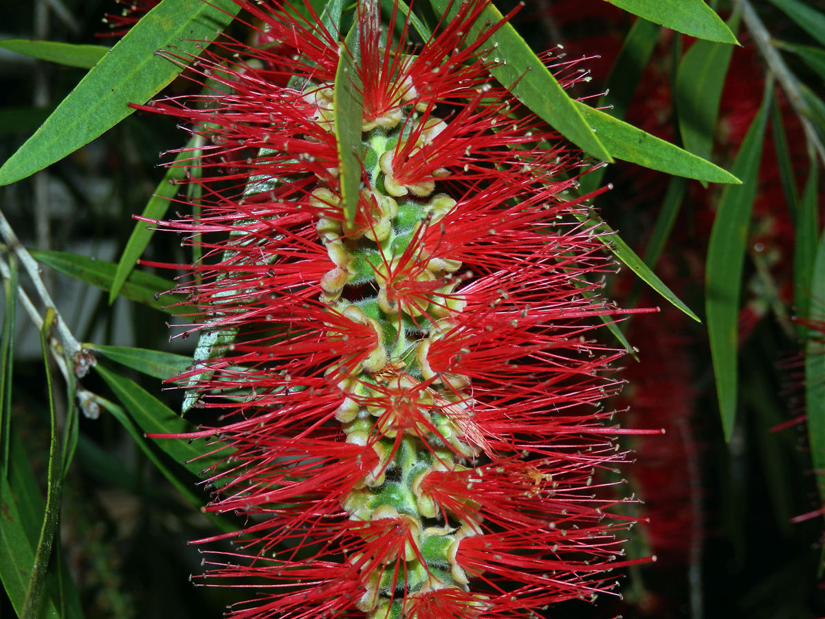 Štětkovec (Callistemon viminalis (Sol. ex Gaertn.) G. Don)