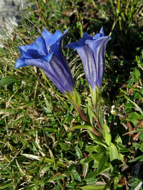 Hořec Cluisiův (Gentiana cluisii Perr. et Songeon)