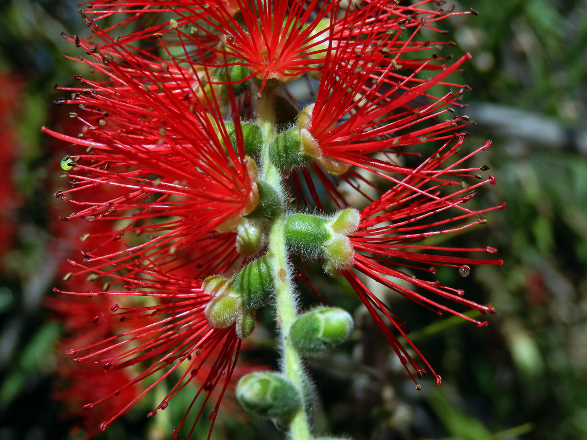 Štětkovec (Callistemon viminalis (Sol. ex Gaertn.) G. Don)