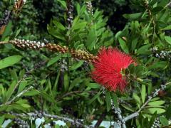 Štětkovec tuhý (Callistemon rigidus (Sol. ex Gaertn.) G. Don)