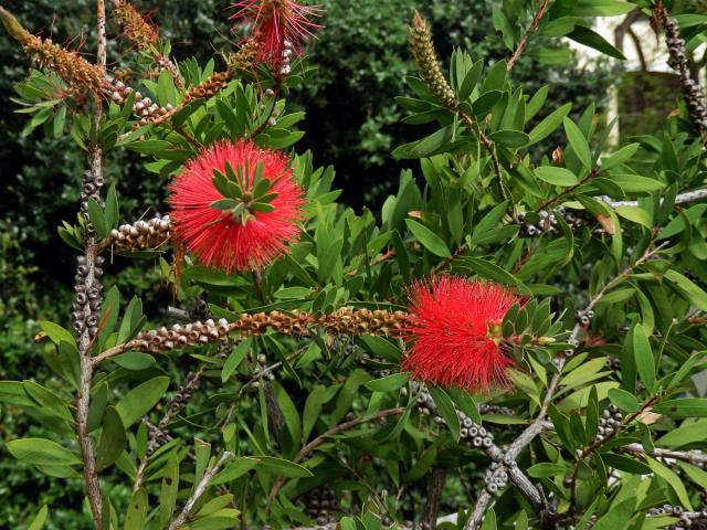 Štětkovec tuhý (Callistemon rigidus (Sol. ex Gaertn.) G. Don)