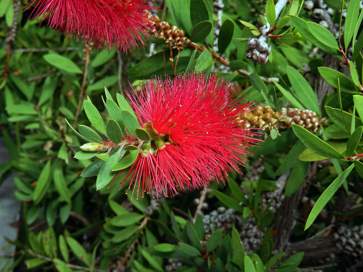 Štětkovec tuhý (Callistemon rigidus (Sol. ex Gaertn.) G. Don)