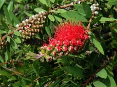 Štětkovec tuhý (Callistemon rigidus (Sol. ex Gaertn.) G. Don)